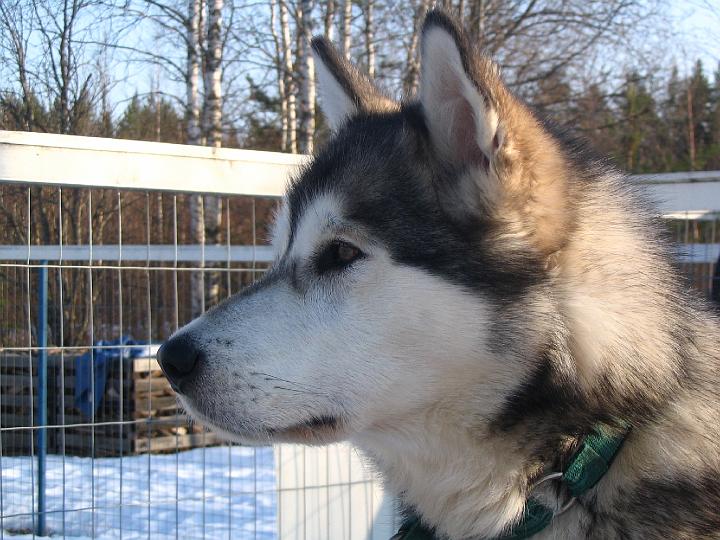 Laikku 4-08 018.jpg - Laikku huhtikuussa 2008 / Laikku in April 2008